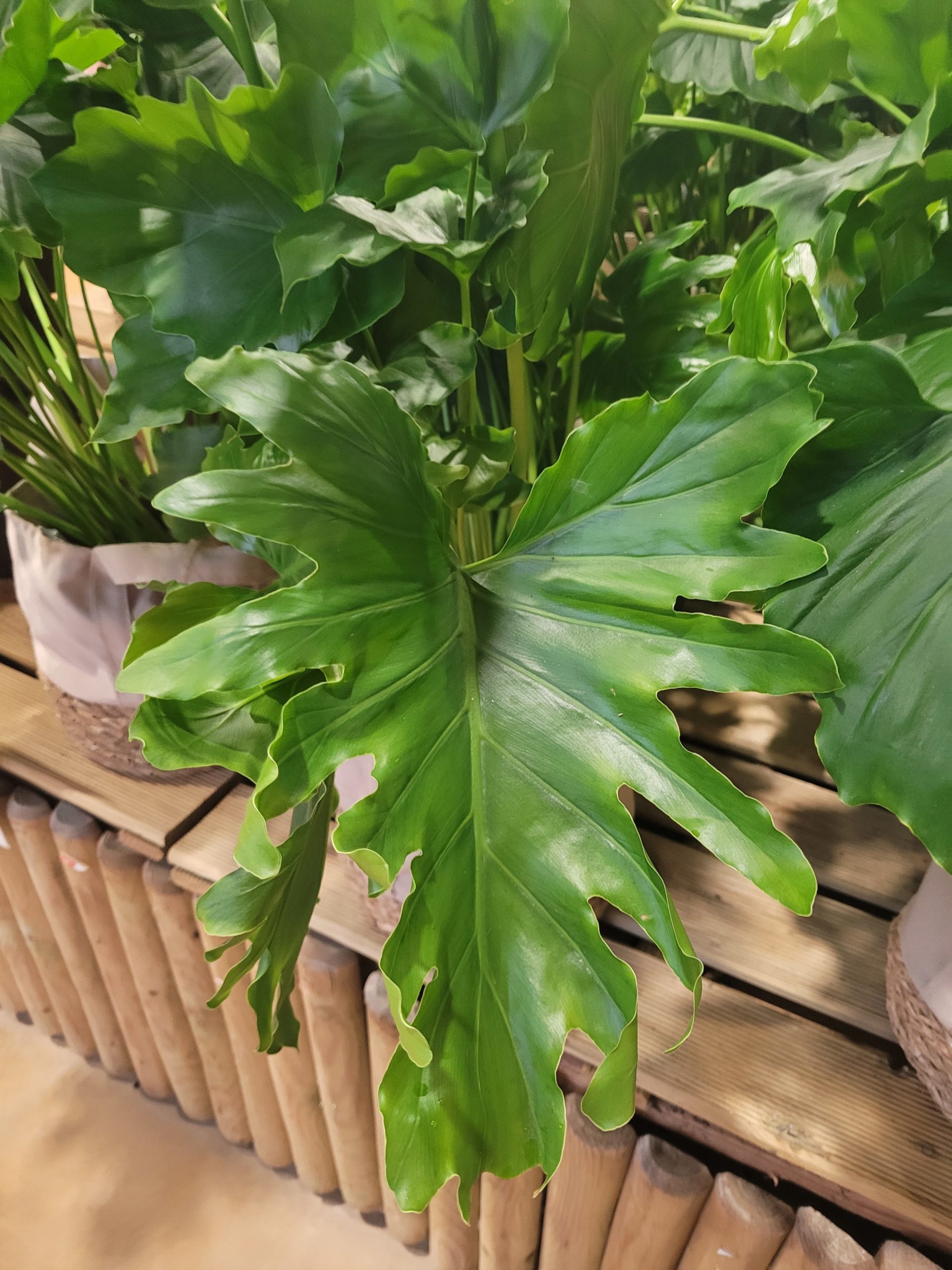 philodendron selloum exotermic plant to heat your home and save money