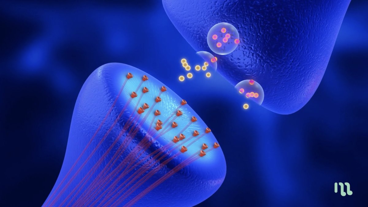 Sinapsis: el método ETFES estimula el neurodesarrollo